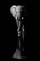 framedcanvas-print-elephant-xsa