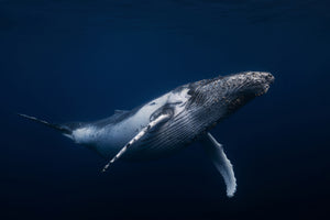 aluminium-print-humpback-whale-in-blue-x