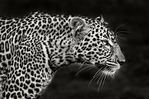 canvas-print-leopard-close-up-x