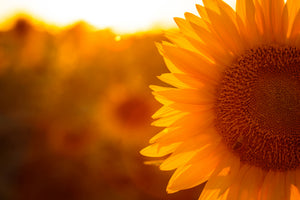 poster-print-macro-sunflower