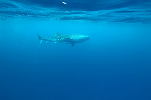 framedposter-print-the-whale-shark