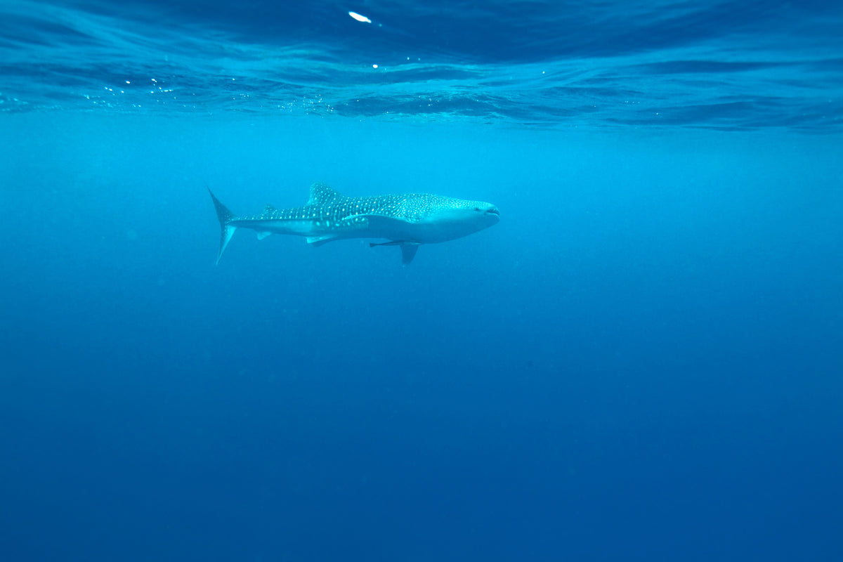 framedposter-print-the-whale-shark