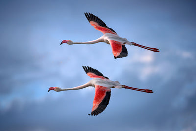 poster-print-greater-flamingos-x