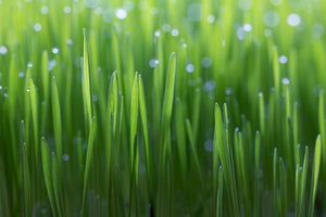 canvas-print-wheat-x