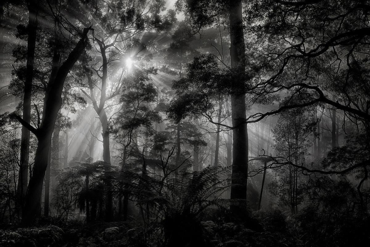 canvas-print-primary-forest
