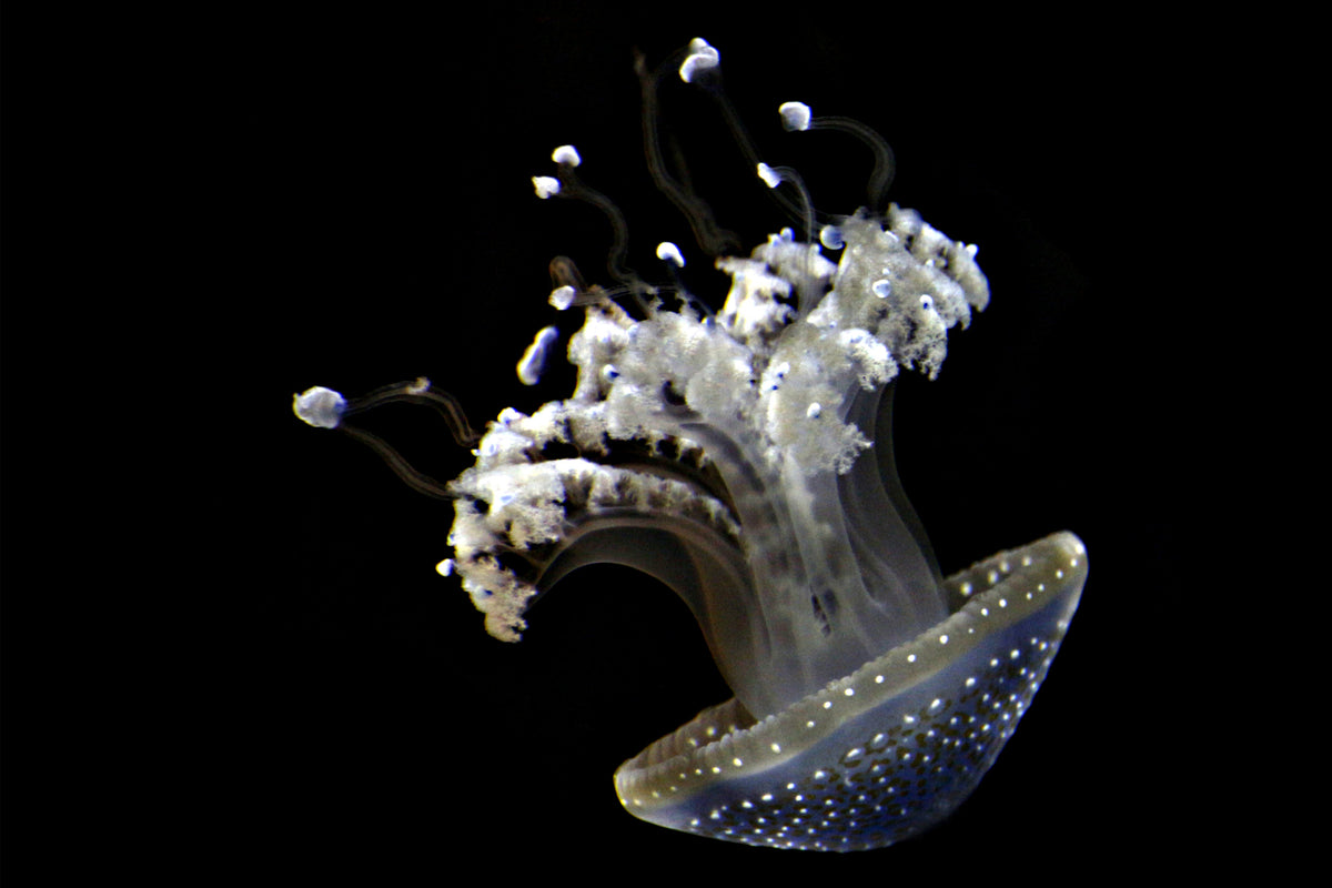 framedposter-print-fascinating-jellyfish