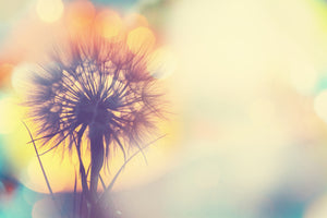 acrylic-print-the-dandelion-in-the-light