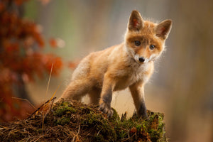 poster-print-fox
