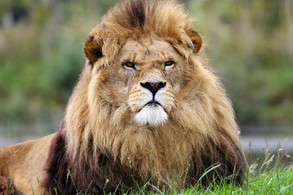 3-piece-acrylic-print-the-king-of-animals