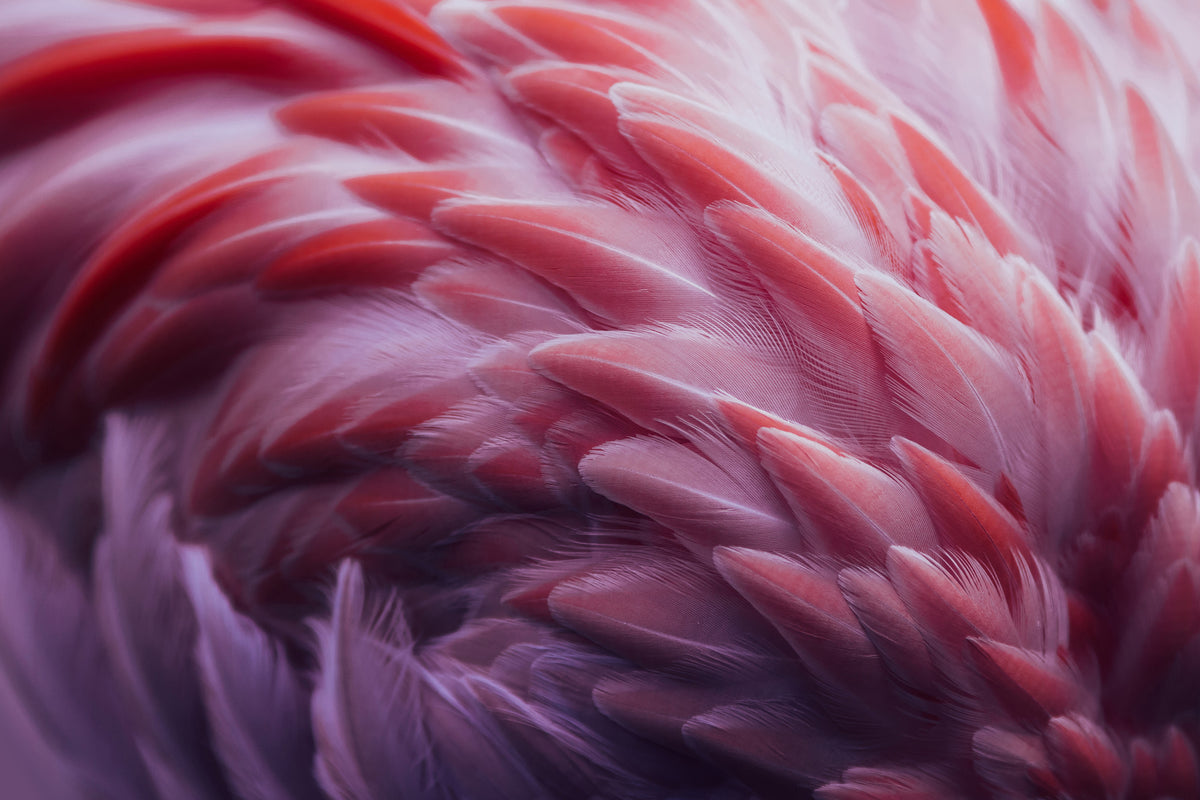 framedcanvas-print-flamingo-xqw