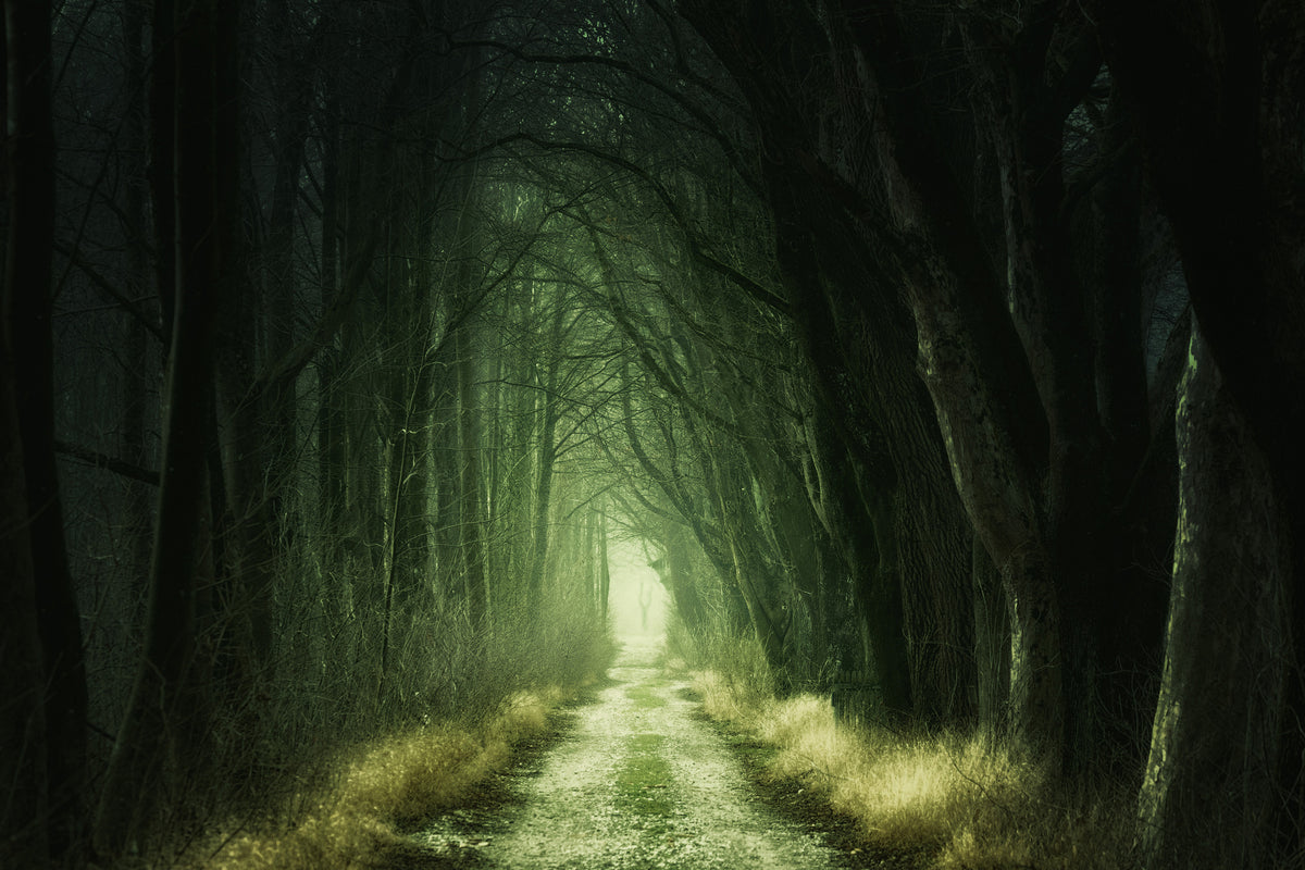 acrylic-print-mysterious-forest-iii