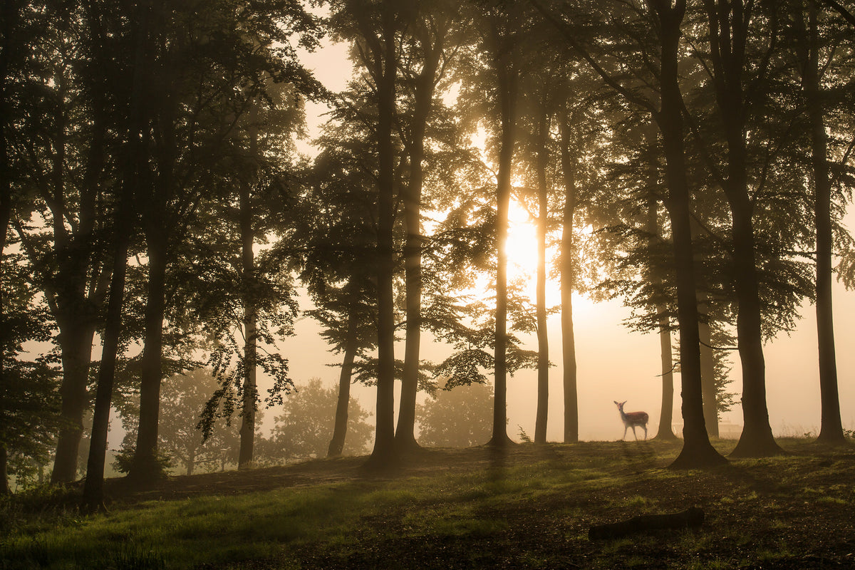 framedcanvas-print-deer-in-the-morning-mist