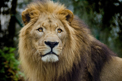 poster-print-king-of-wildlife