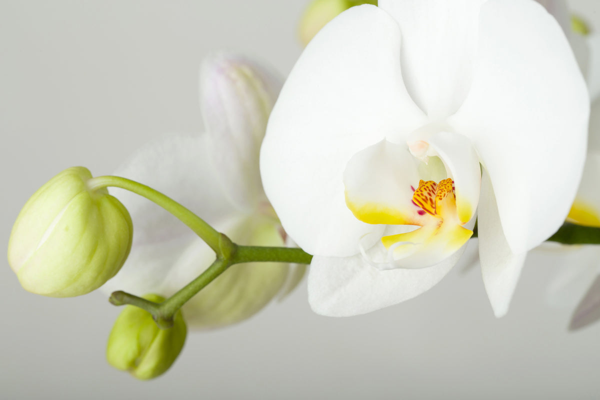 modern-3-piece-canvas-print-giant-orchid
