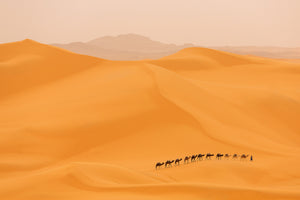 aluminium-print-camels-caravan-in-sahara-x