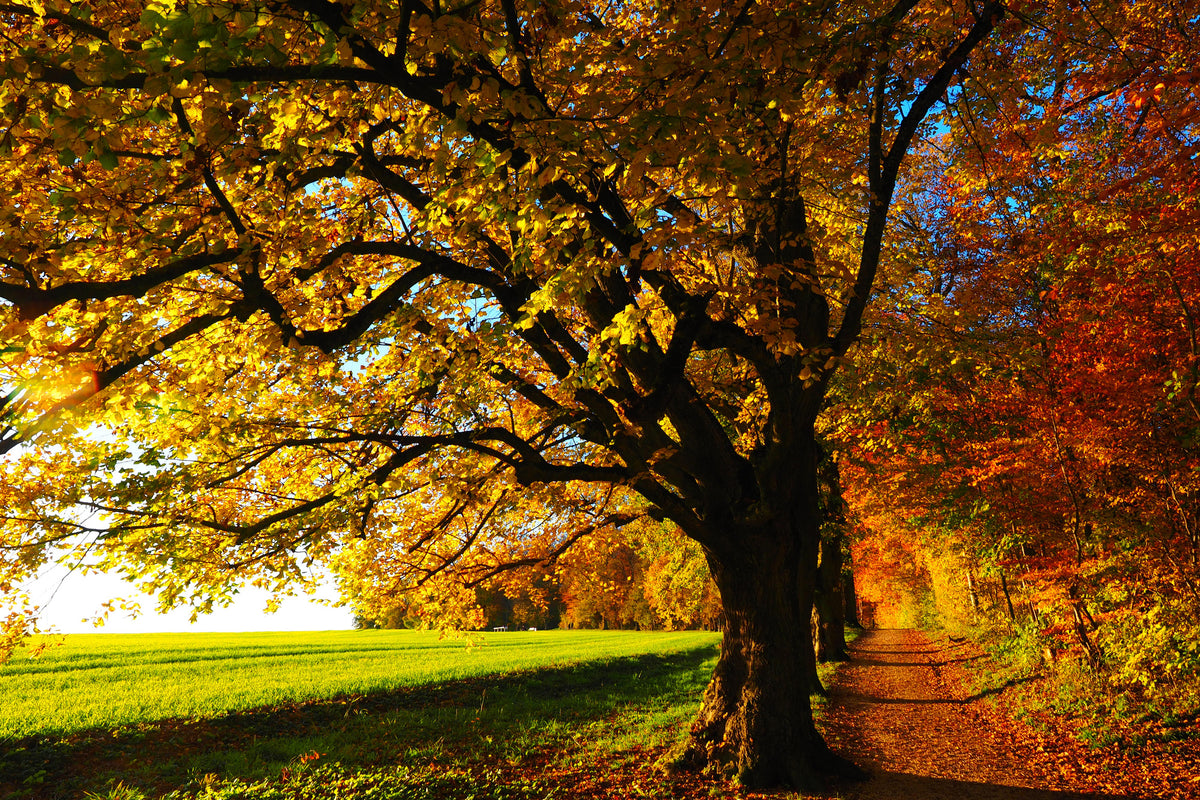 3-piece-aluminium-print-trees-in-the-autumn