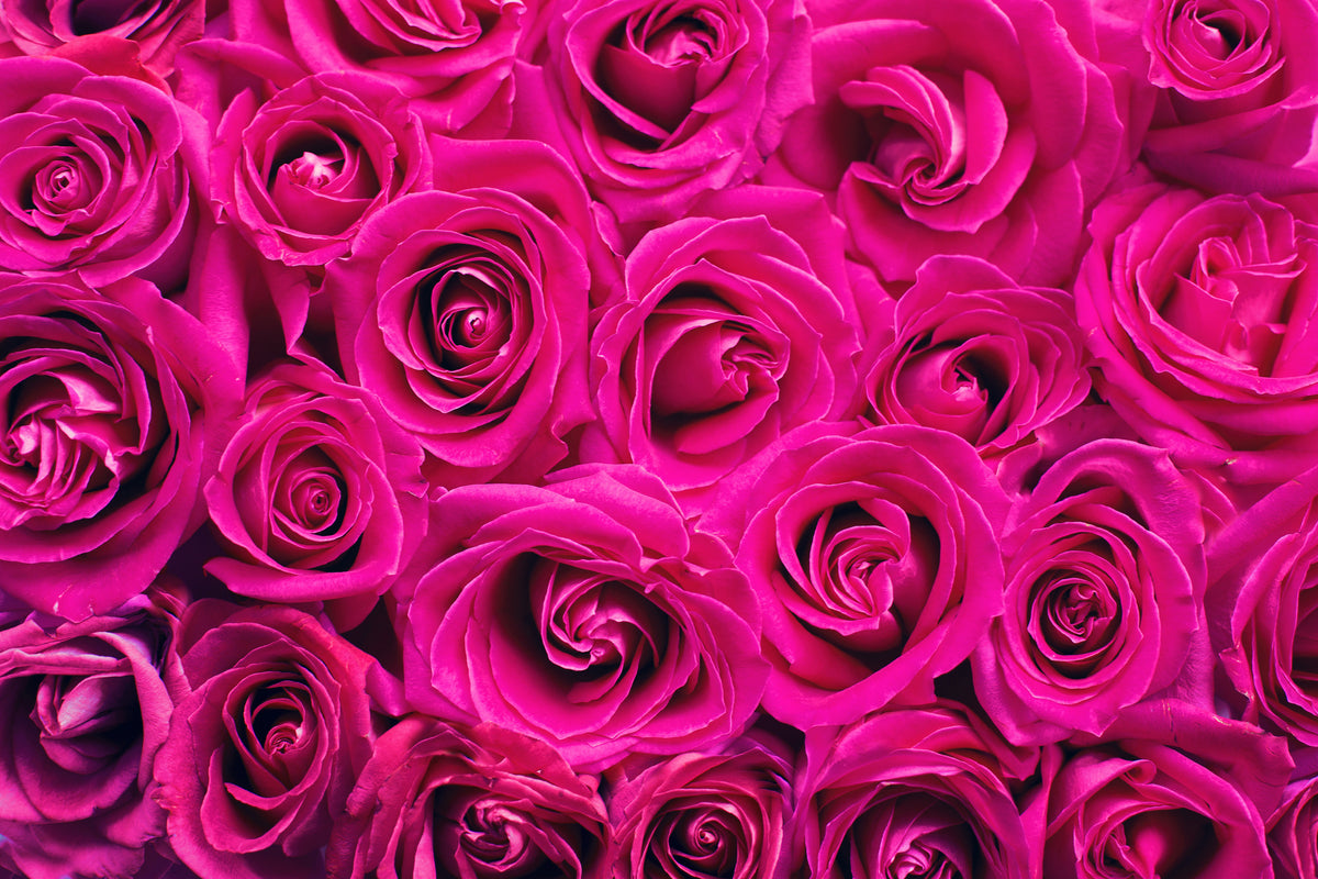 poster-print-rose-petals-in-pink
