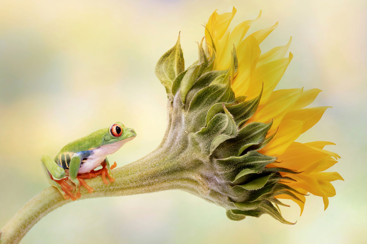 acrylic-print-red-eyed-tree-frog-on-a-sunflower-x