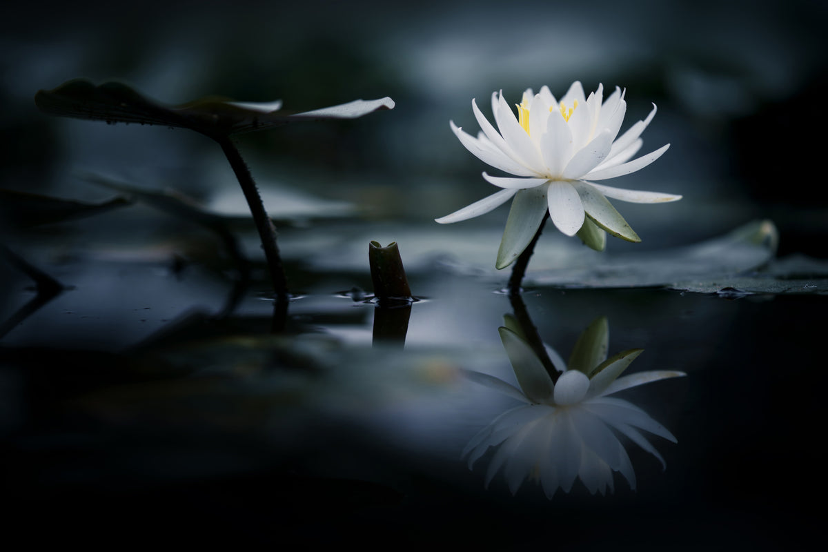 canvas-print-reflection-xkq