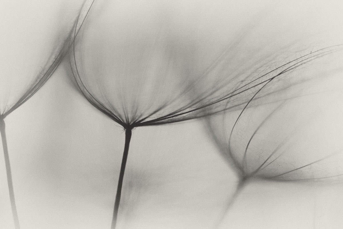 modern-3-piece-aluminium-print-tragopogon