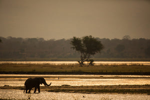 framedposter-print-elephant-alone-in-the-steppe