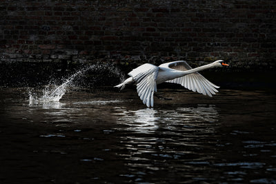 poster-print-flying-swan