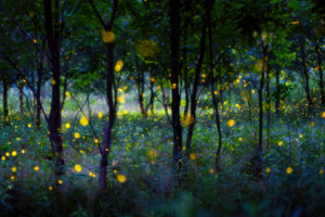aluminium-print-magic-fireflies-x