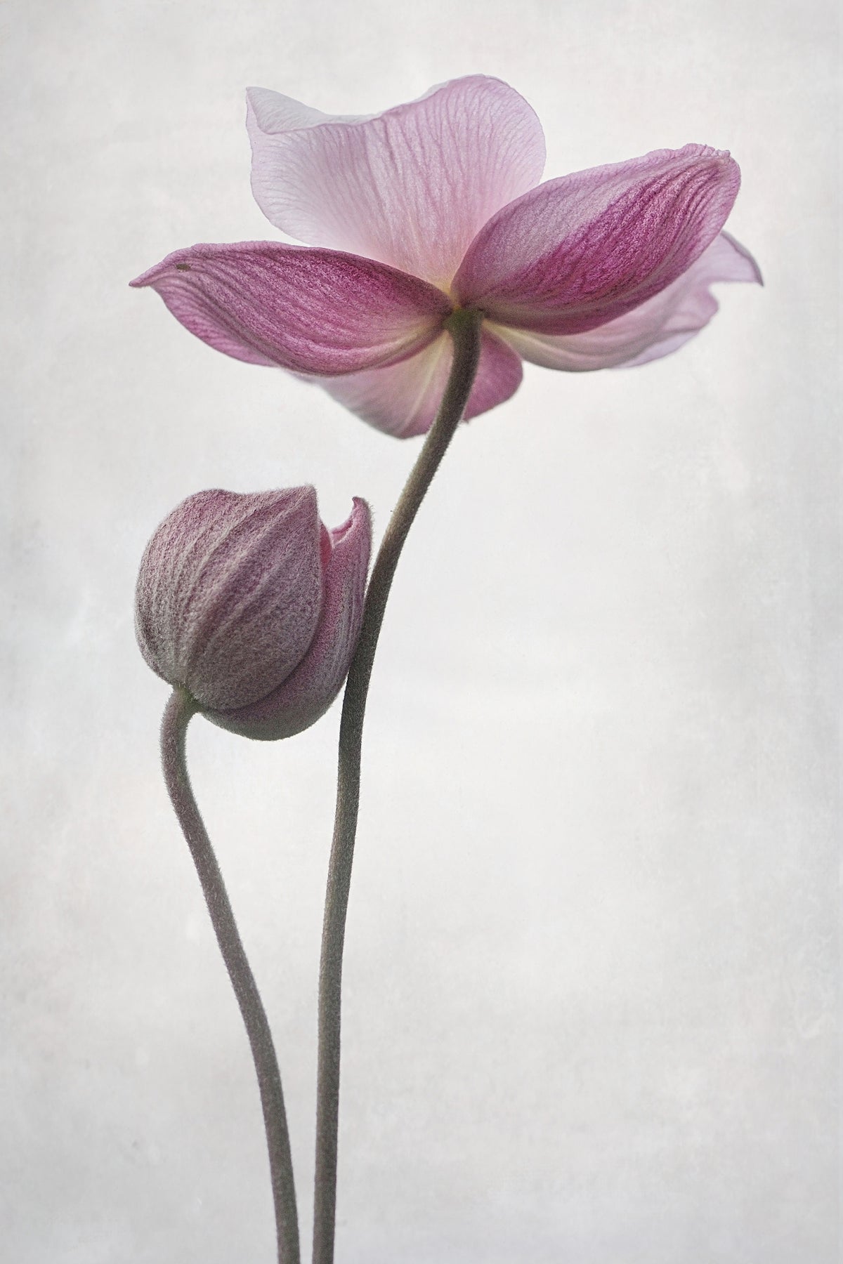 framedposter-print-a-little-touch-x