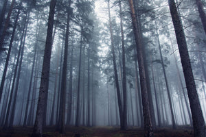 acrylic-print-mysterious-foggy-forest-x