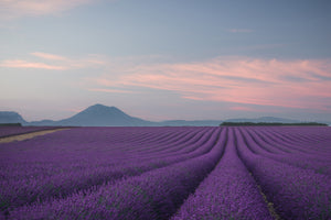 modern-3-piece-aluminium-print-lavender-field