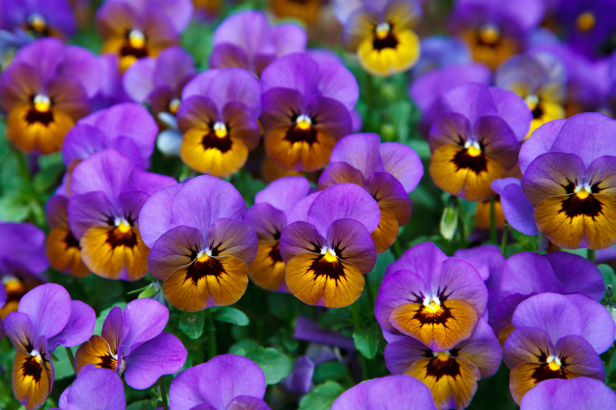 poster-print-the-pansies