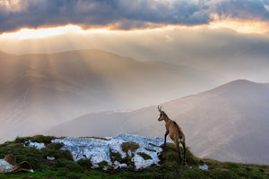 acrylic-print-chamois-in-piatra-craiului-romania