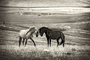 framedcanvas-print-close-encounter-x