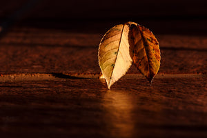 aluminium-print-the-leaf