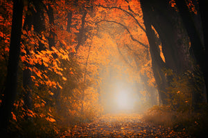 aluminium-print-autumn-light-in-the-forest