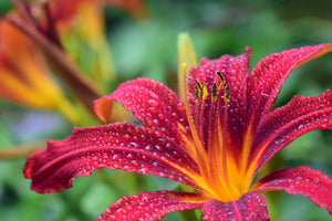 framedcanvas-print-lily-flower-in-pink-xl