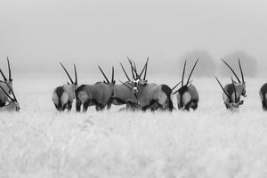 aluminium-print-oryx-in-the-rain-x