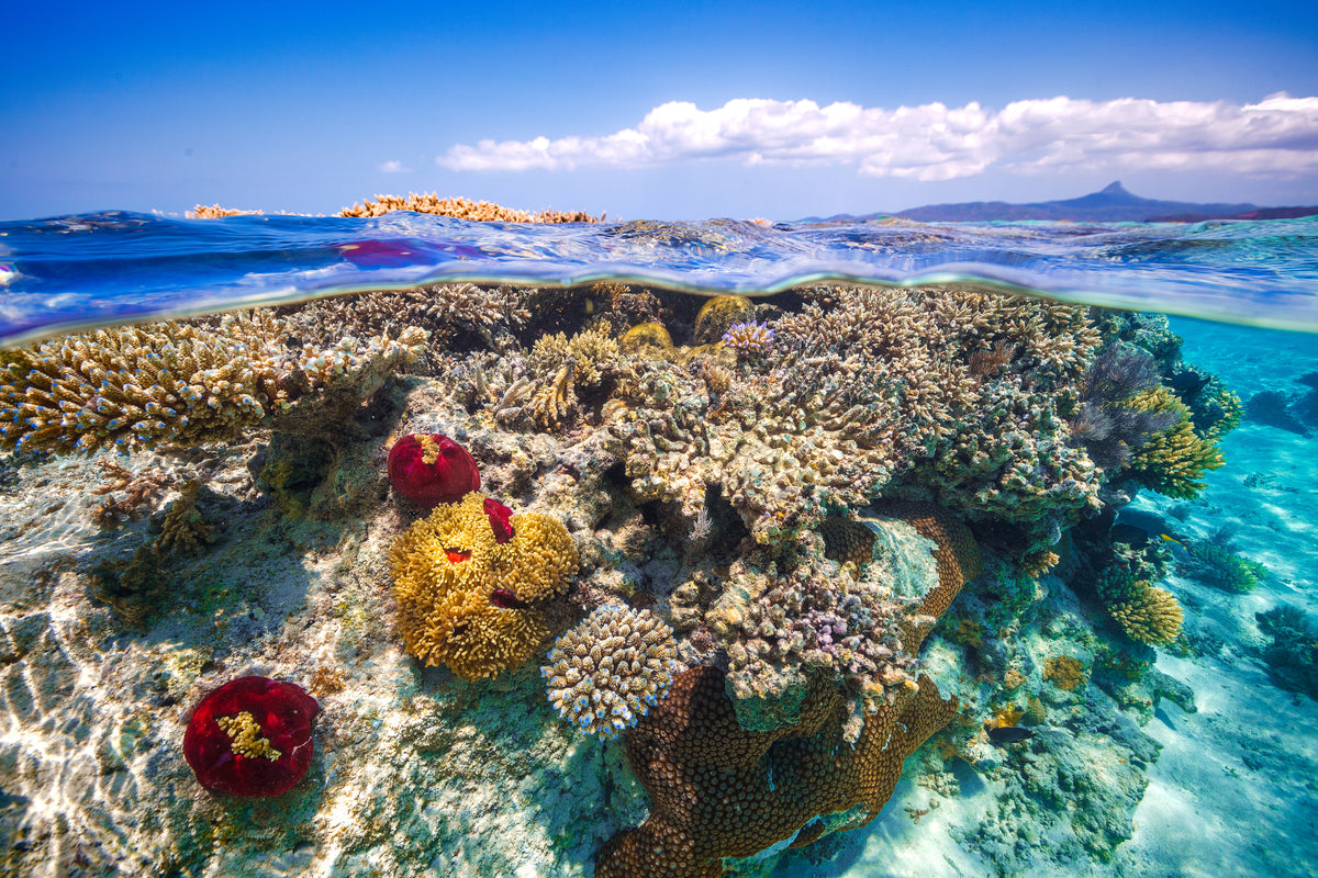 framedcanvas-print-mayotte-the-reef