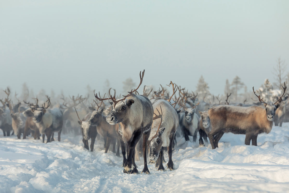 framedcanvas-print-reindeers-x