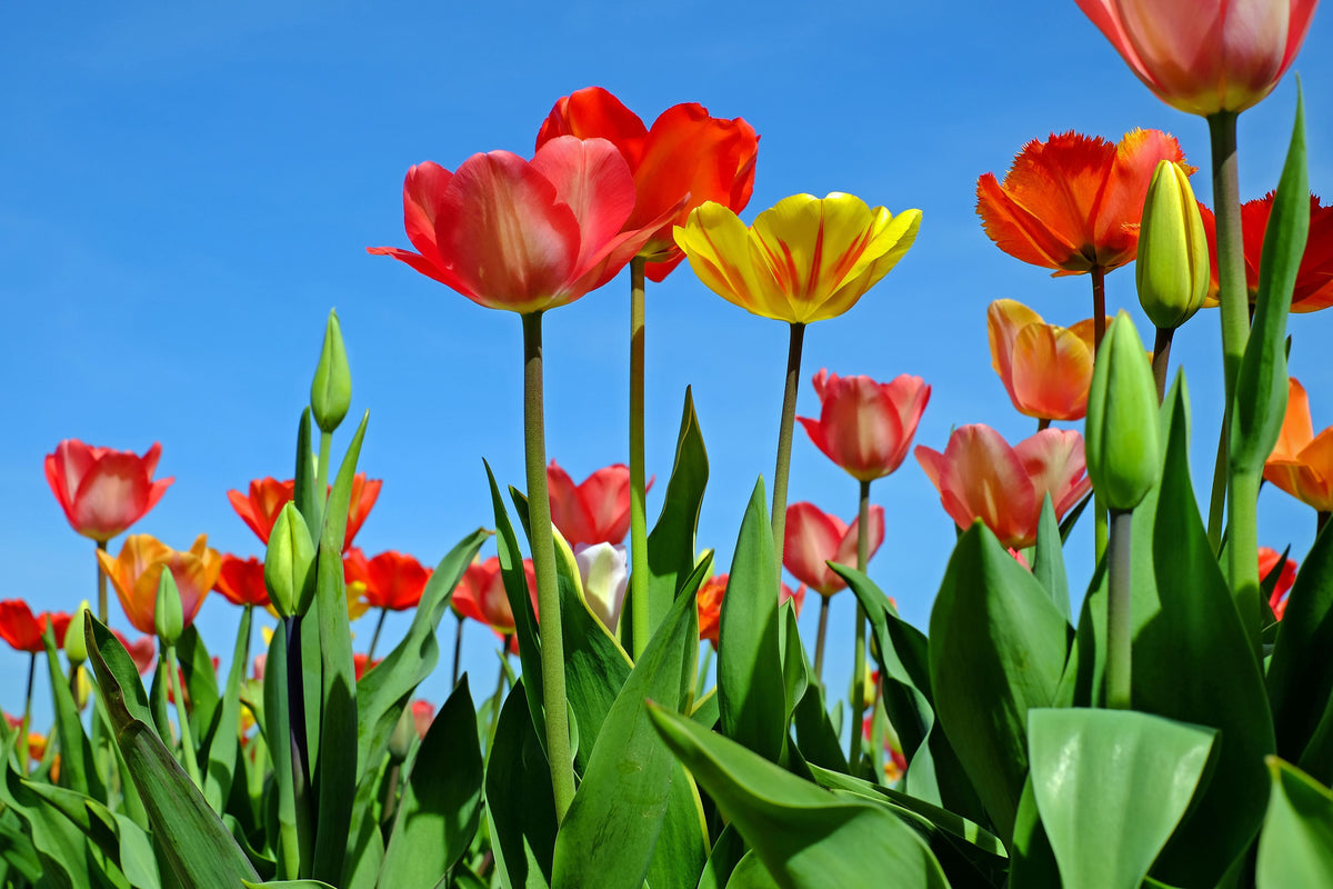 aluminium-print-wild-tulips