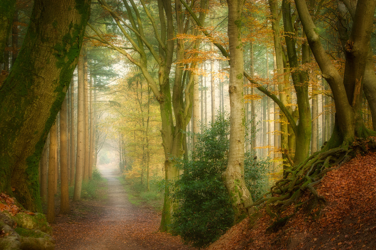 canvas-print-following-fog-x