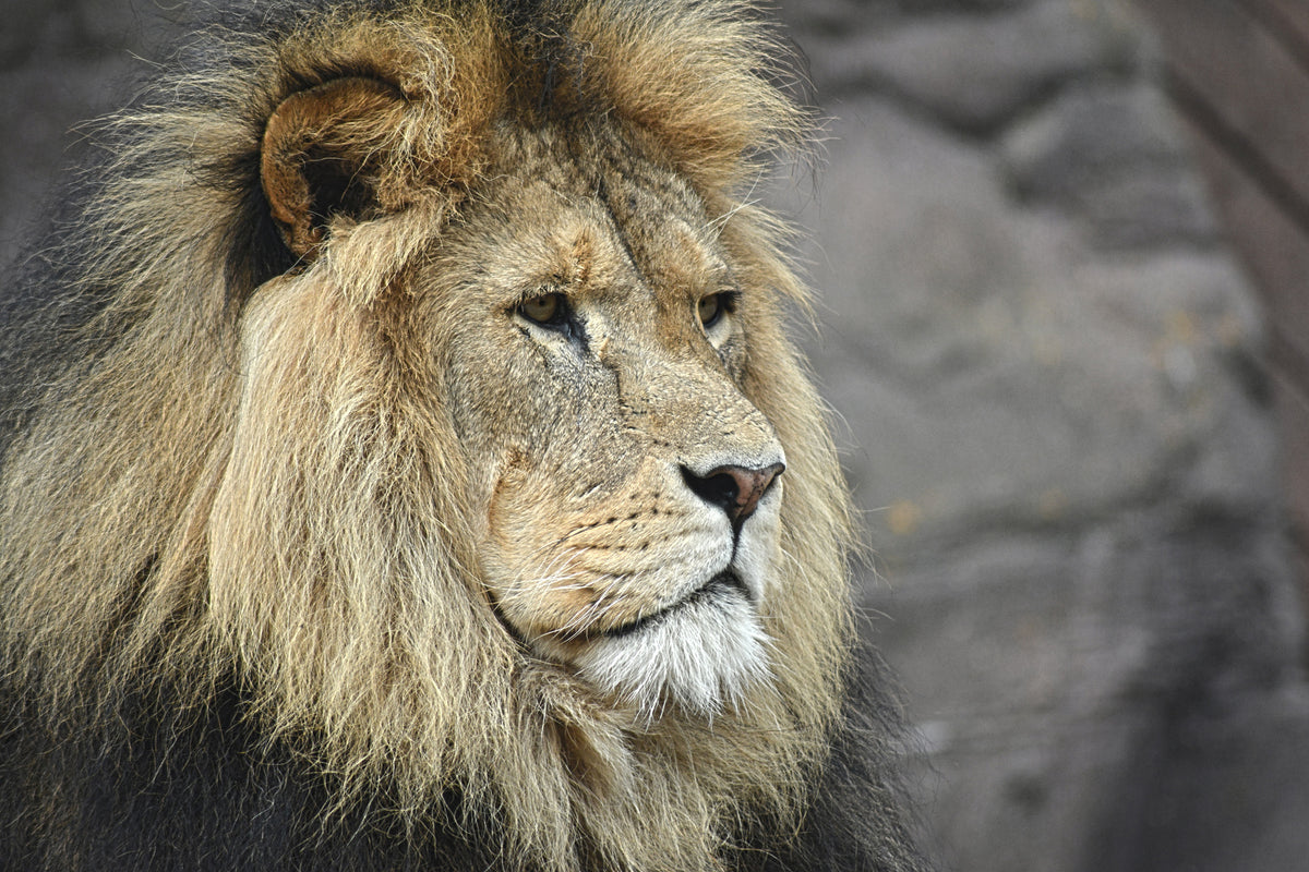 framedcanvas-print-lion-head-xl