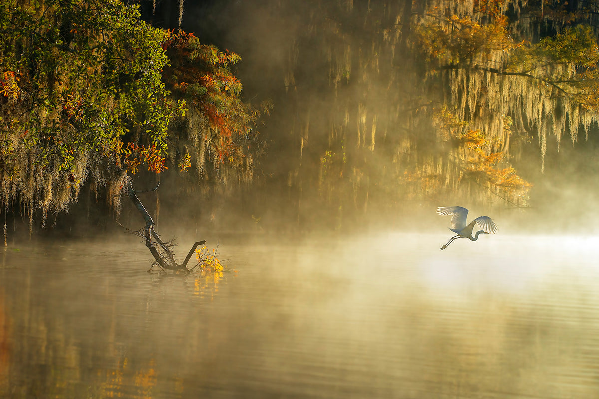 acrylic-print-egret