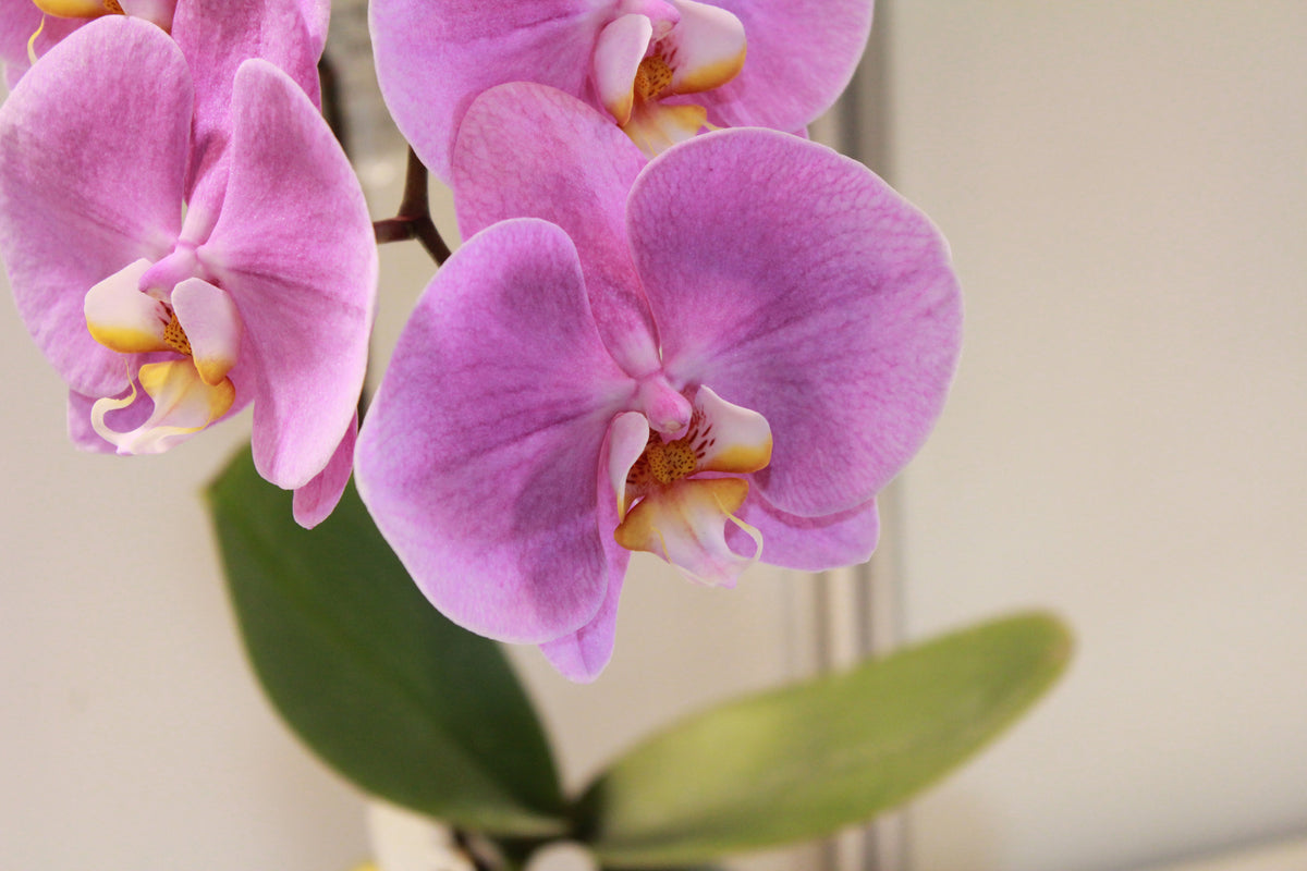 3-piece-canvas-print-orchids-with-purple-flowers-in-xl