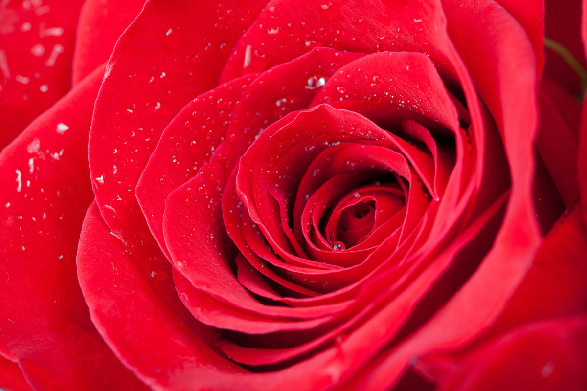 3-piece-acrylic-print-red-rose-in-morning-dew