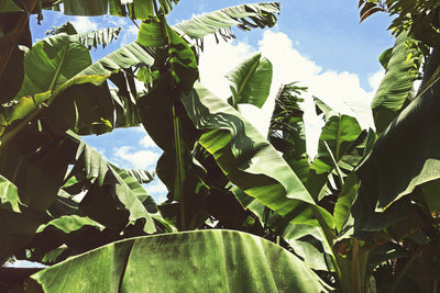 poster-print-in-the-middle-of-the-jungle