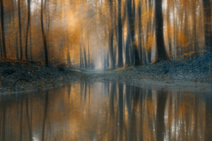 framedcanvas-print-the-woods-x