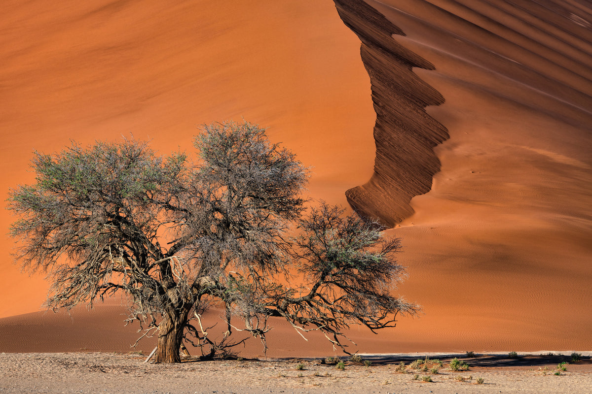 acrylic-print-acacia-in-the-desert-x