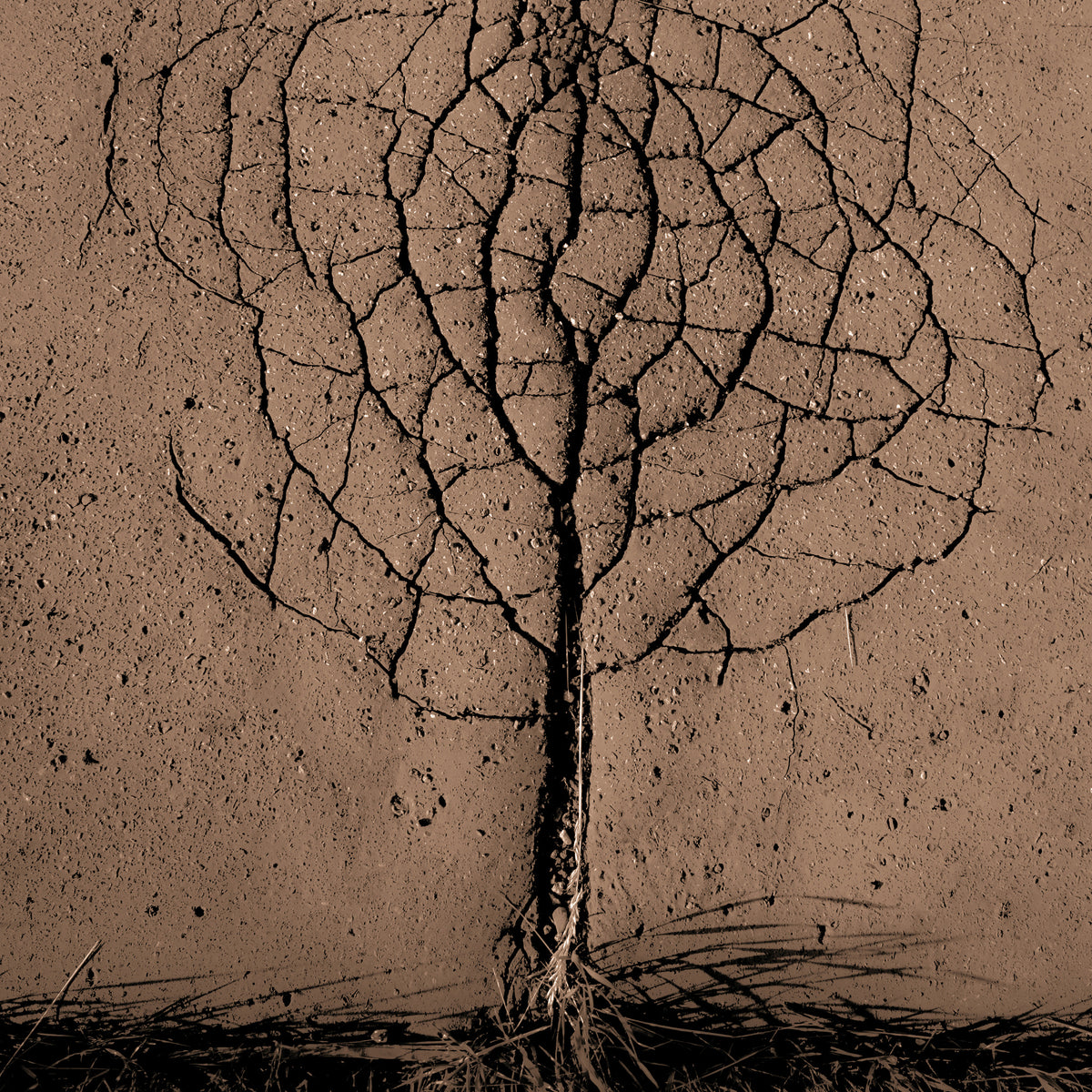 acrylic-print-asphalt-tree