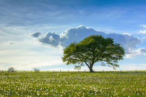 3-piece-acrylic-print-spring-tree
